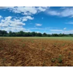 parcelle montmayon (10)