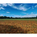 parcelle montmayon (12)