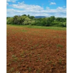 parcelle montmayon (19)