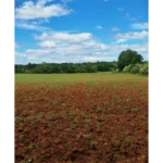 parcelle montmayon (20)