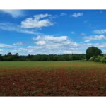 parcelle montmayon (21)