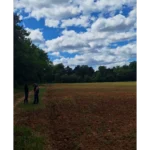 parcelle montmayon (7)