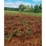 parcelle montmayon (8)